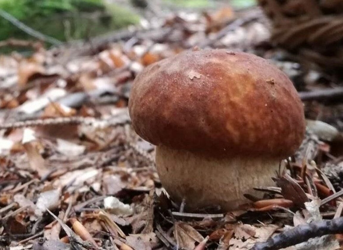 Raccolta funghi nei boschi di Dimaro Folgarida